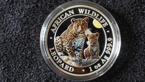 Somalia leopard african - leopard,